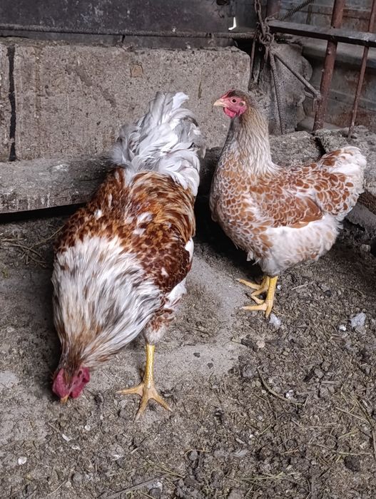 Петухи.  виандот