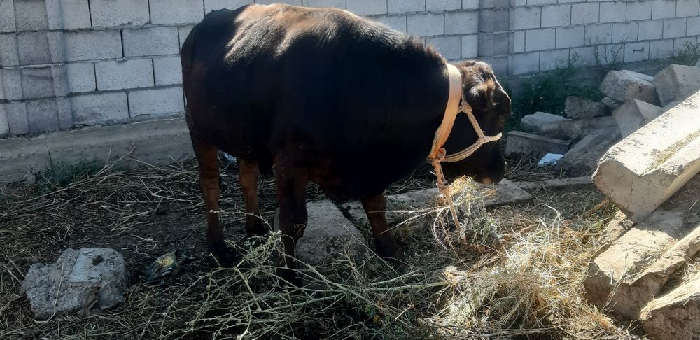 Буха сатылады 400000