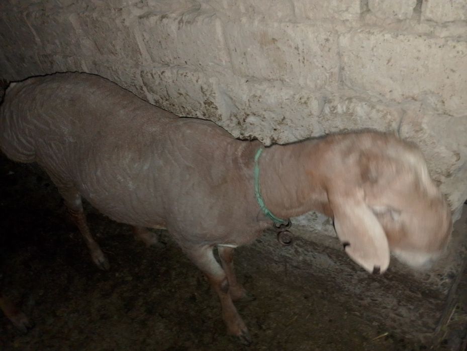 Қошқарлар бар 1 жасар ұрыққа 2 еуі