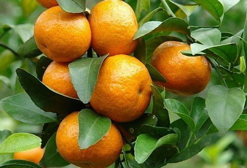 Mandarin Altoit La Ghiveci