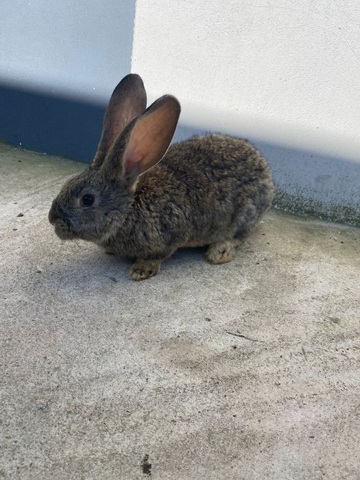 De vânzare mascul uriaș german