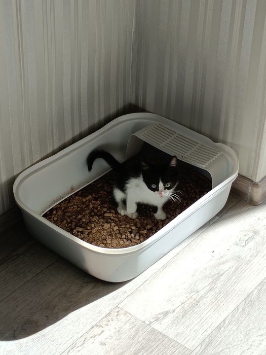 Котёнок черно - белый