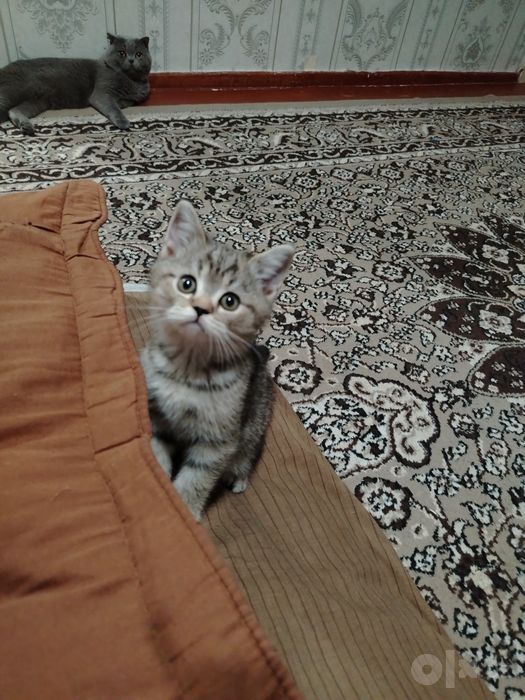 Skottish strayt mushuk sotuvda
