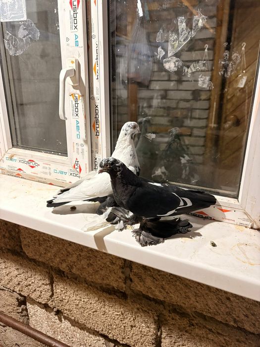 Продаются сочи пара