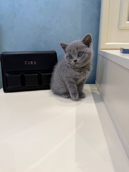 Кошка скотиш страйт