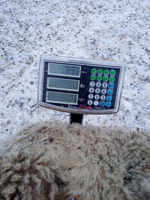 Қой Бараны Овцы Тоқты