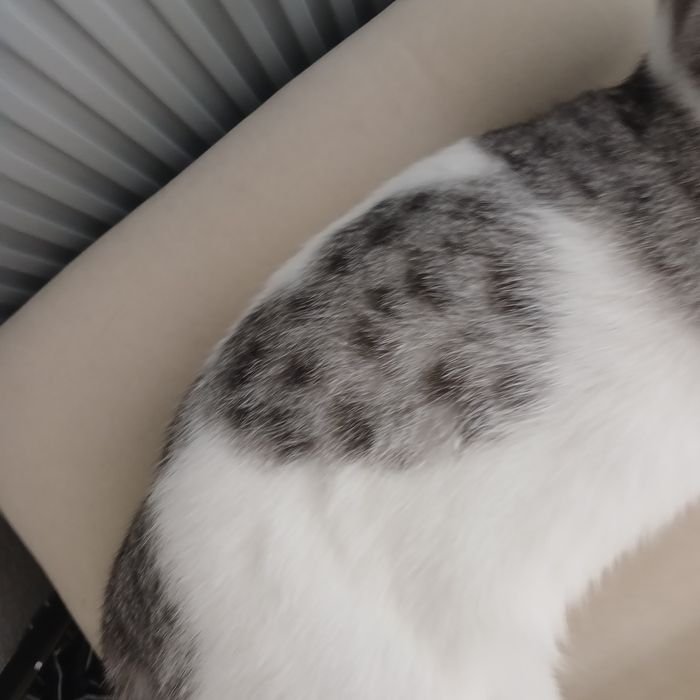 Кот 9 месяцев очень хороший