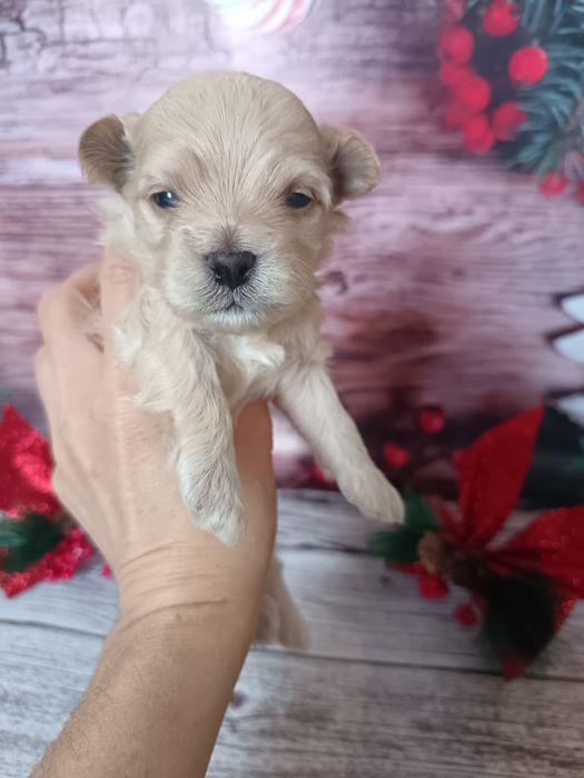 Славные малыши Мальтипу