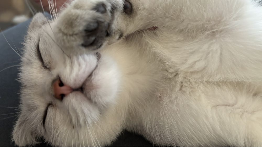 Шотландская вислоухая кошечка