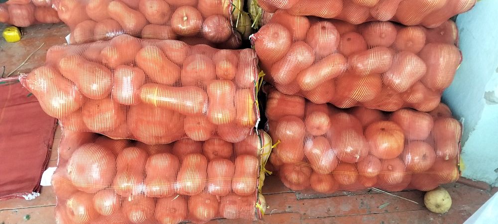 Асқабақ сатылады Ф1 сорт