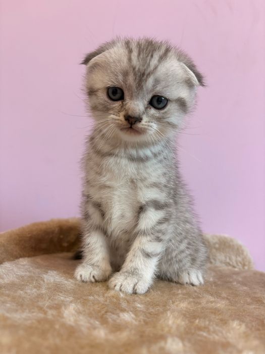 Scottish Fold шотландска клепоуха