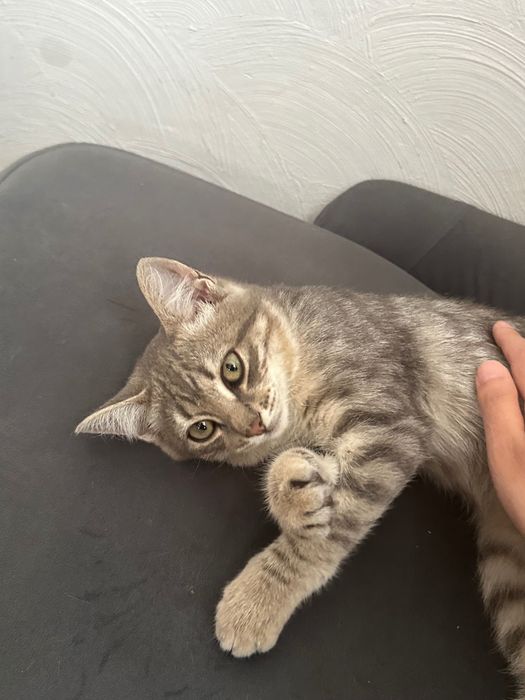 Отдам даром котенка
