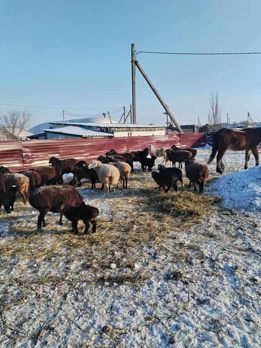 Продам баранов с ягнятами
