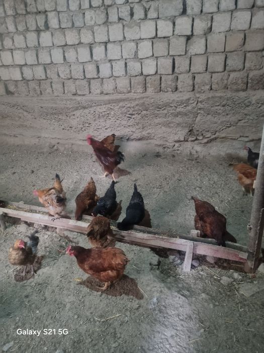 Xonaki tavuqlar va xurz sotiladi