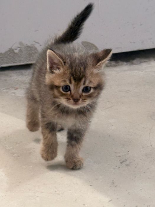 Котята 3 мальчик 3 девочек