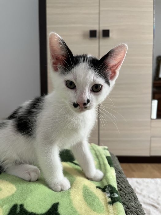 Adoptie pisici 2 luni