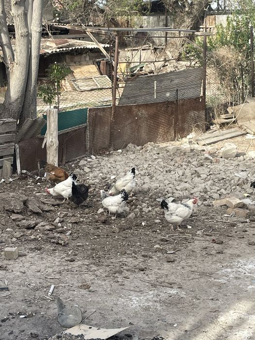 Тауық сатылады туып тур