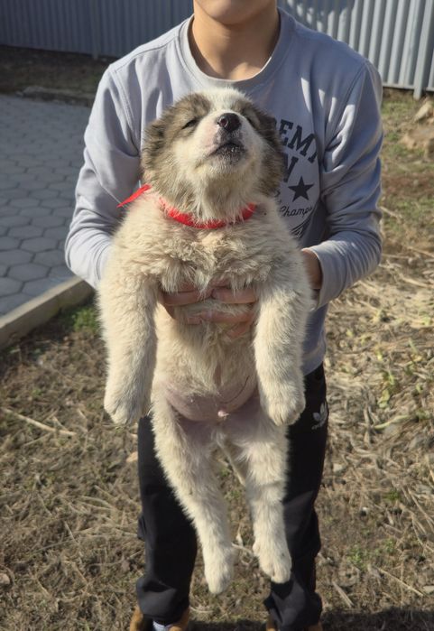Алабай щенки сао