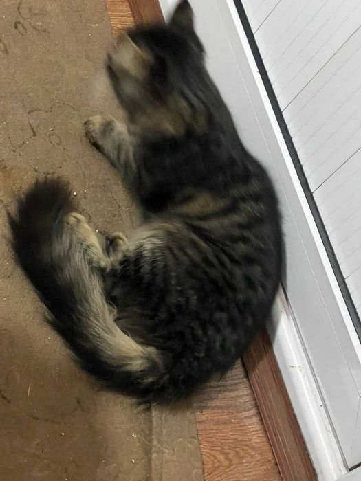 Meyn-kun (Maine Coon) zotli mushuk sotiladi