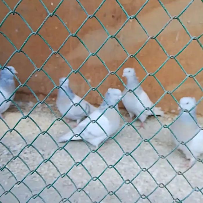 Голуби бакинцы .