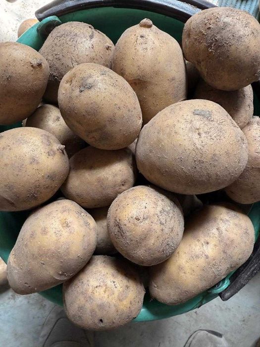 картофель дачный