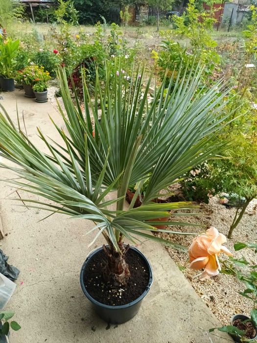 Червен Божур и Брахея Армата,Мексиканска Синя Палма