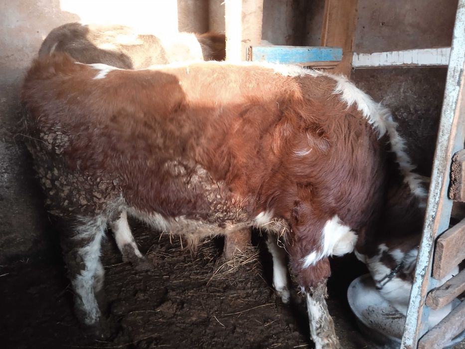 Продам КРС Молодняк