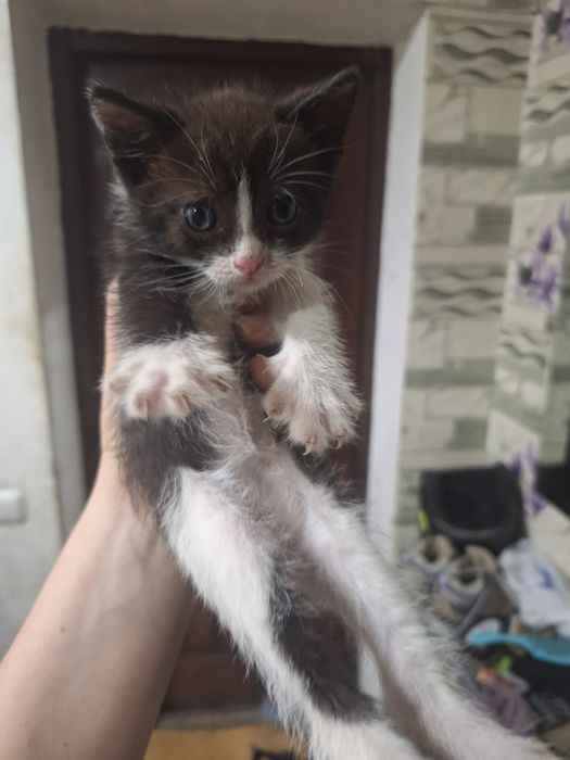 Отдам в хорошие руки котят