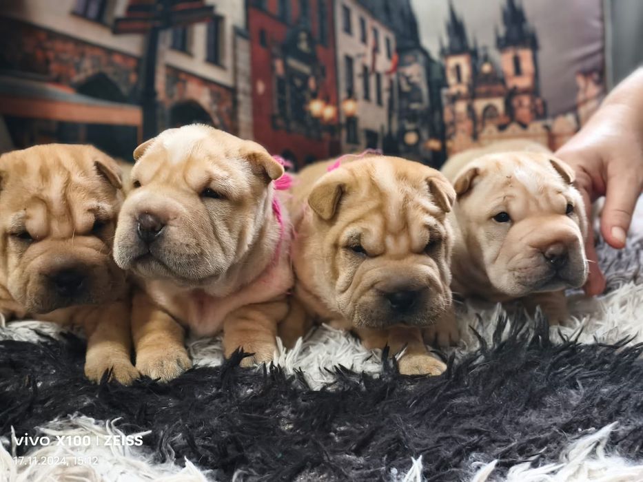 Очаровательные щенки шарпея.