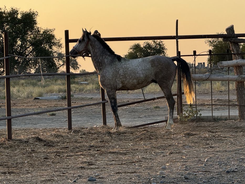 Продам жеребца Орловский рысак верховой