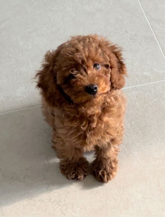 Той пудель щенок