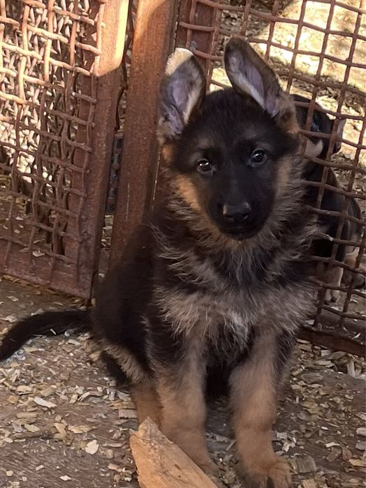 Щенки немецкой овчарки