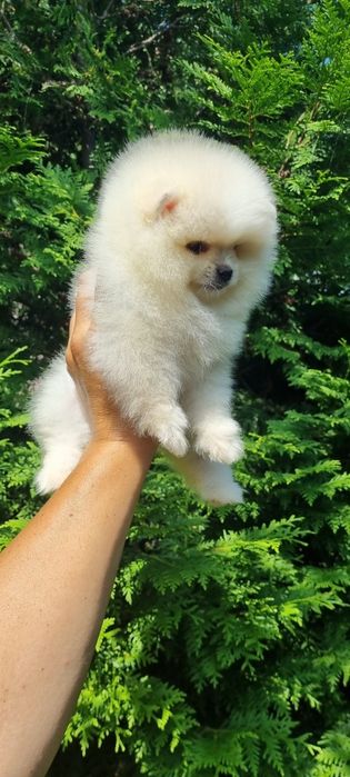 Померан мини померанче