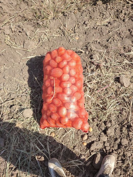 Продам картошку  крупную
