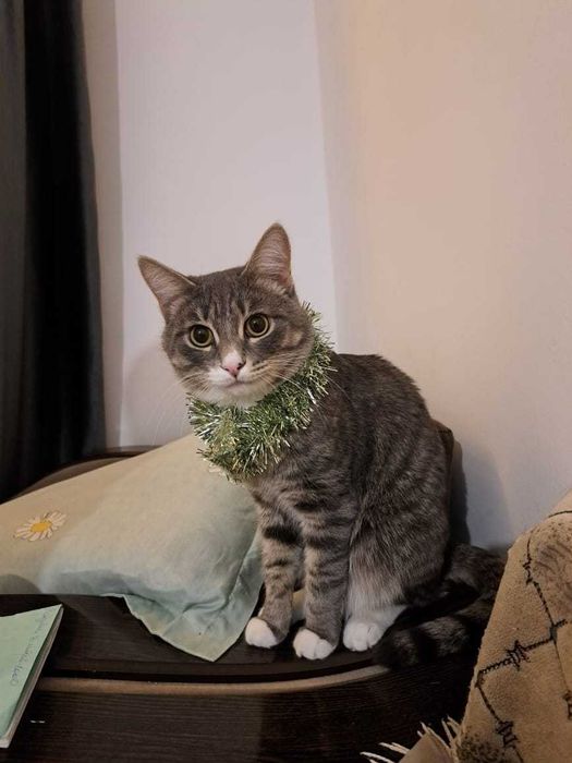 Котик Сема 1 год ищет дом