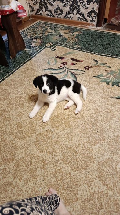 Малинка ищет дом !