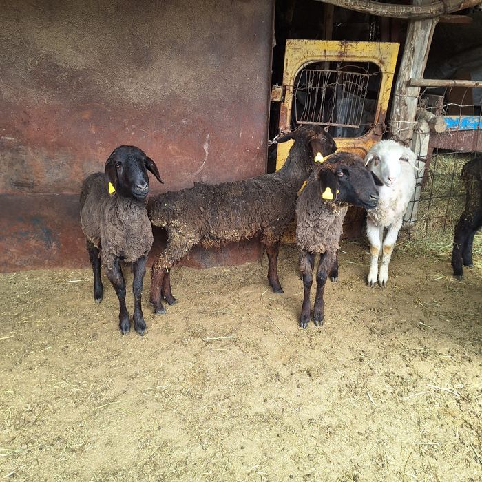 Продам овец токты