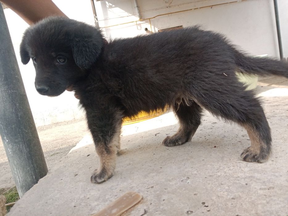 Продам немецкий овчарка