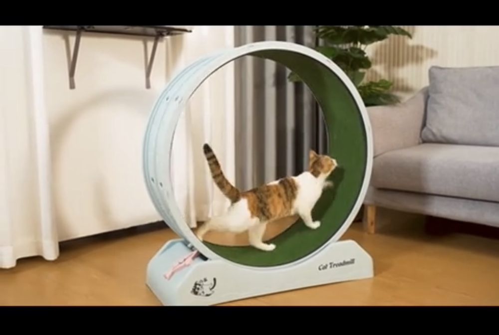 Фитнес на котки- въртящо се колело