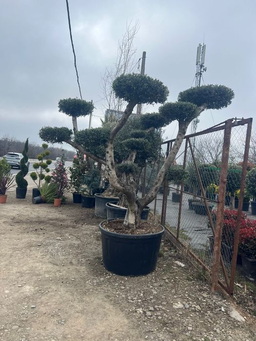 Plmier și multe alte specii de plante ornamentale