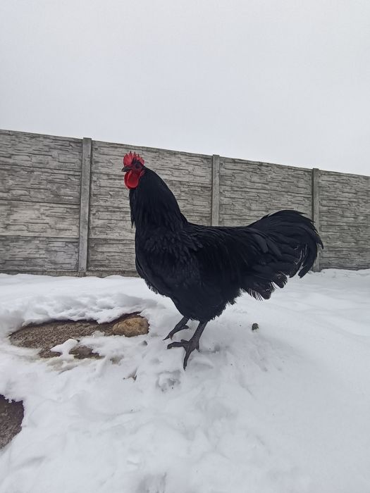 Iepuri. Cocoș. Uriaș german