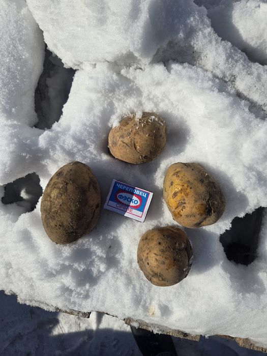 Картофель/Картошка Гала