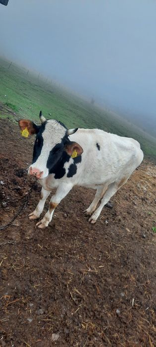 Крава  /   Юница