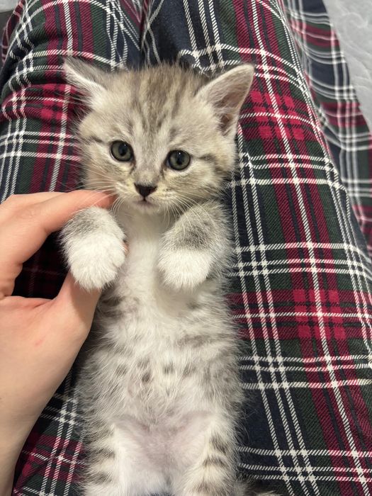 Скоттиш страйт котята