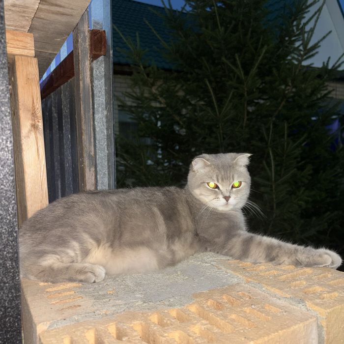 Продам котенка мальчик