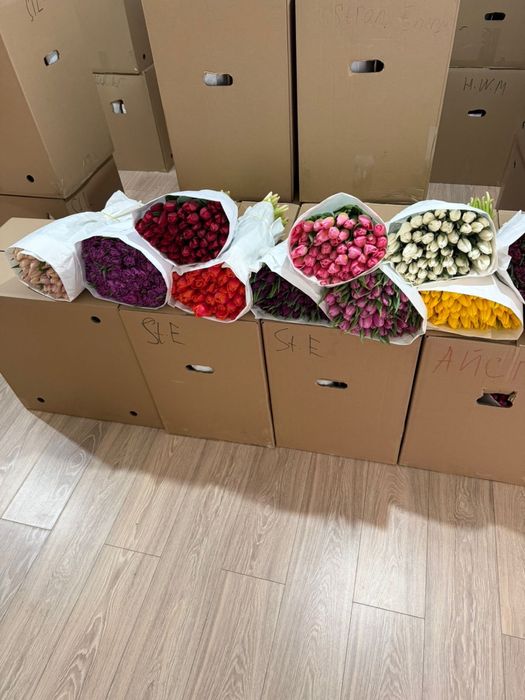 Тюльпаны оптом и в розницу