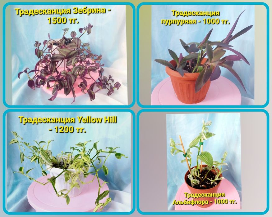 Комнатные растения