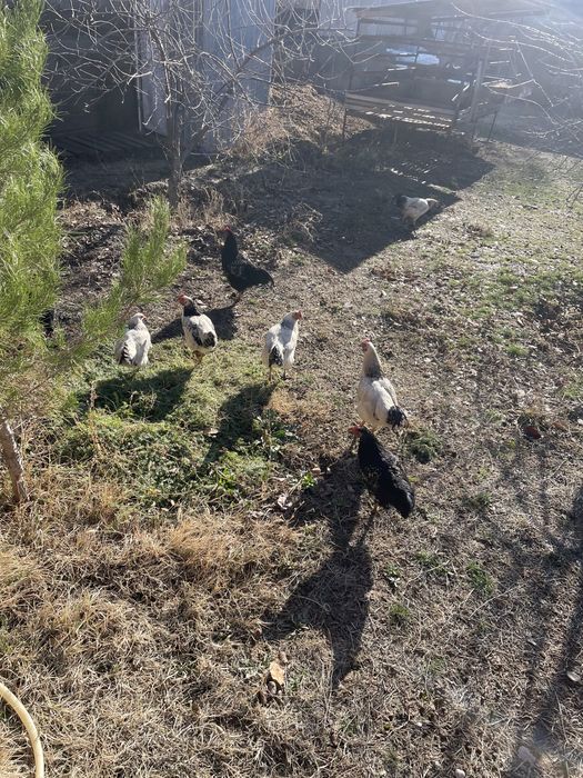 Тауык кораз домашный