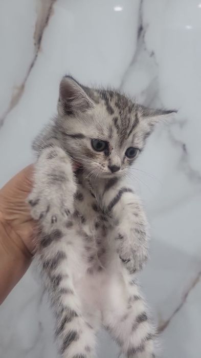 Продам котят британцев британцы