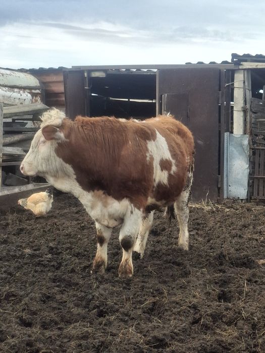 Продам  быка на племя
